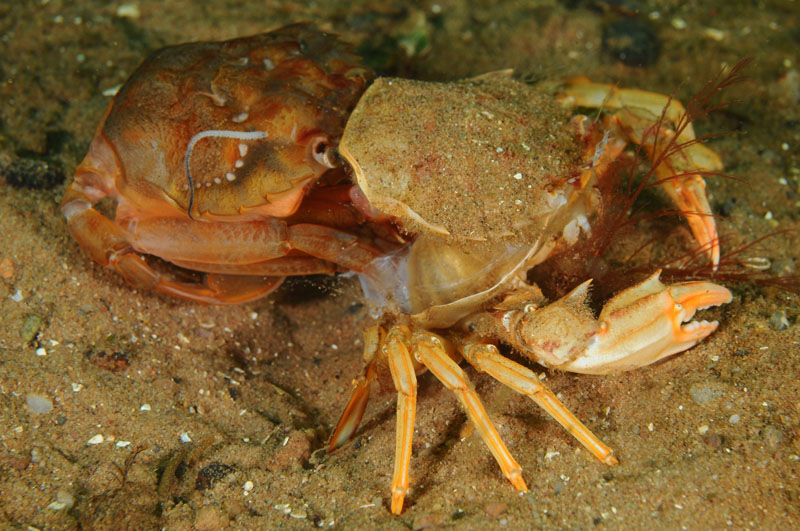 Liocarcinus depurator moulting d - Behaviour observations