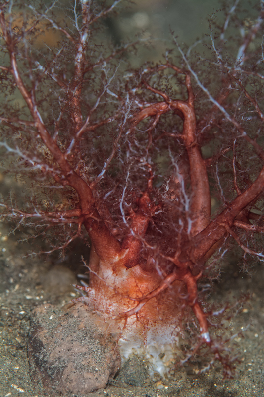 Thyonidium drummondii - Sea Cucumbers (Echinodermata)