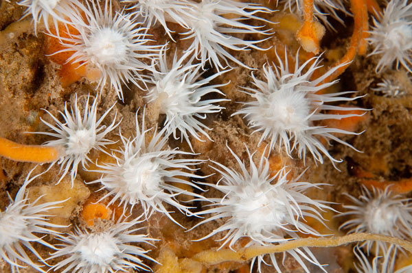 Actinothoe sphyrodeta - Anemones (Anthozoa)