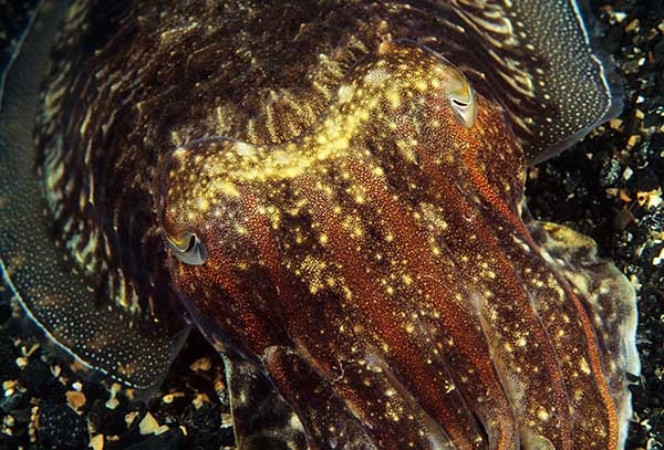 Sepia officinalis - Octopus, Squid & Cuttlefish (Cephalopoda)