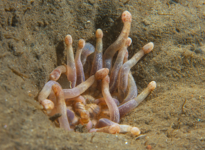 Anemonactis mazeli - Anemones (Anthozoa)