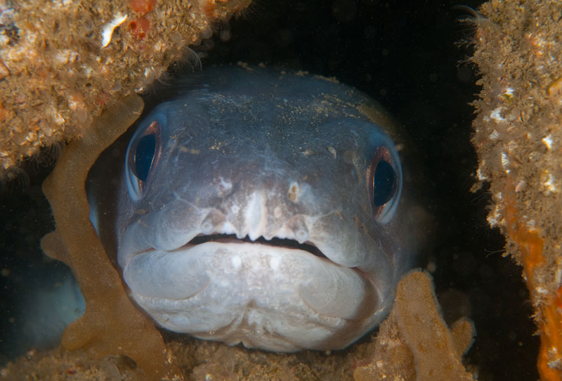 Conger conger - Fishes – bony and cartilagous (Pisces)