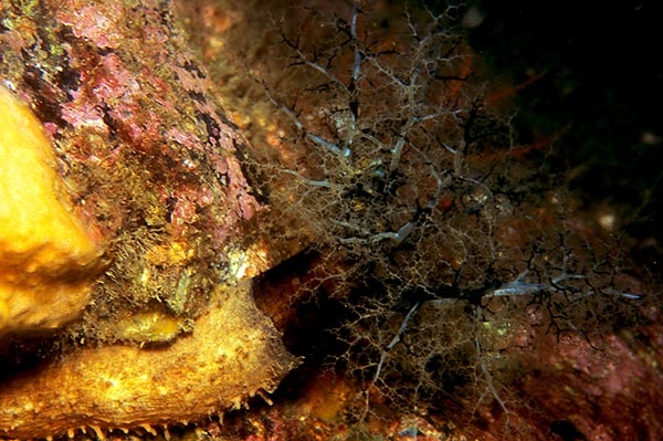 Aslia lefevrei - Sea Cucumbers (Echinodermata)