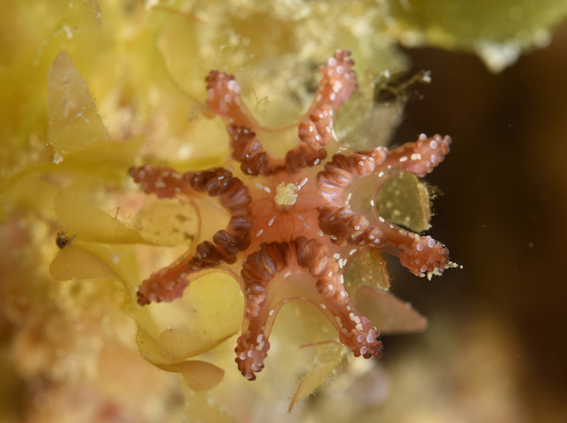 Calvadosia campanulata - Jellyfish and 'jelly-like' animals