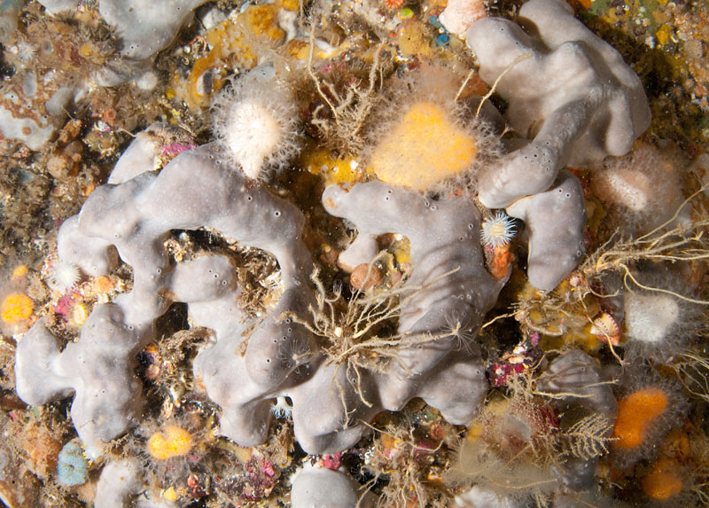 A mulitude of life forms on wall reef 1 - Habitat Scenes