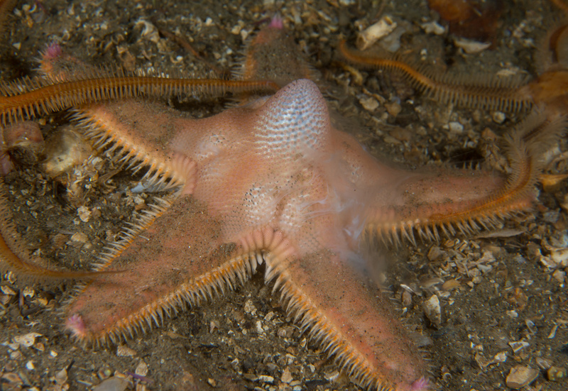 Astropecten irregularis (spawning) - Starfish (Echinodermata)