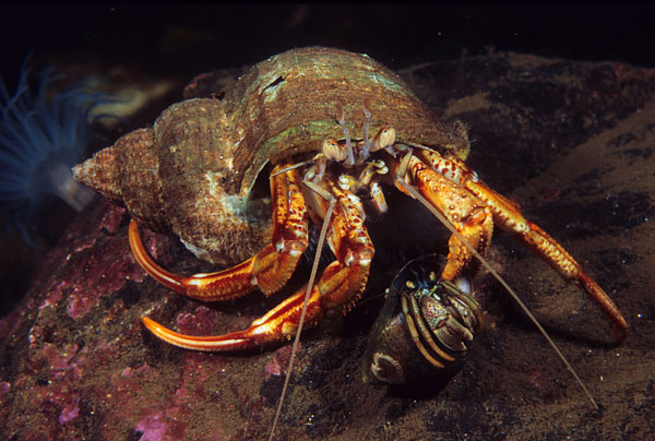 Pagurus bernardus with mate? - Crabs, Lobsters, Shrimps & Prawns etc (Crustacea)