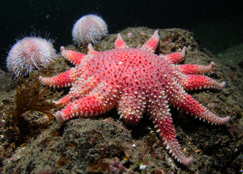 Crossaster papposus - Starfish (Echinodermata)