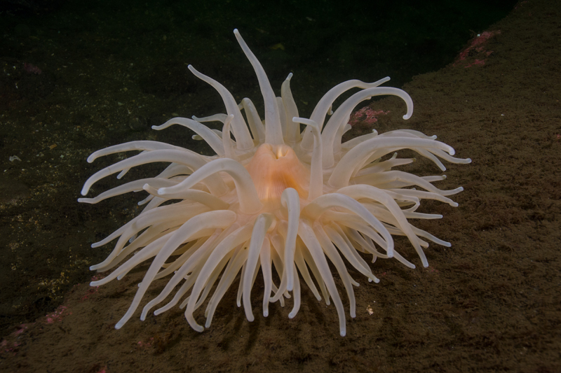 Bolocera tuediae - Anemones (Anthozoa)