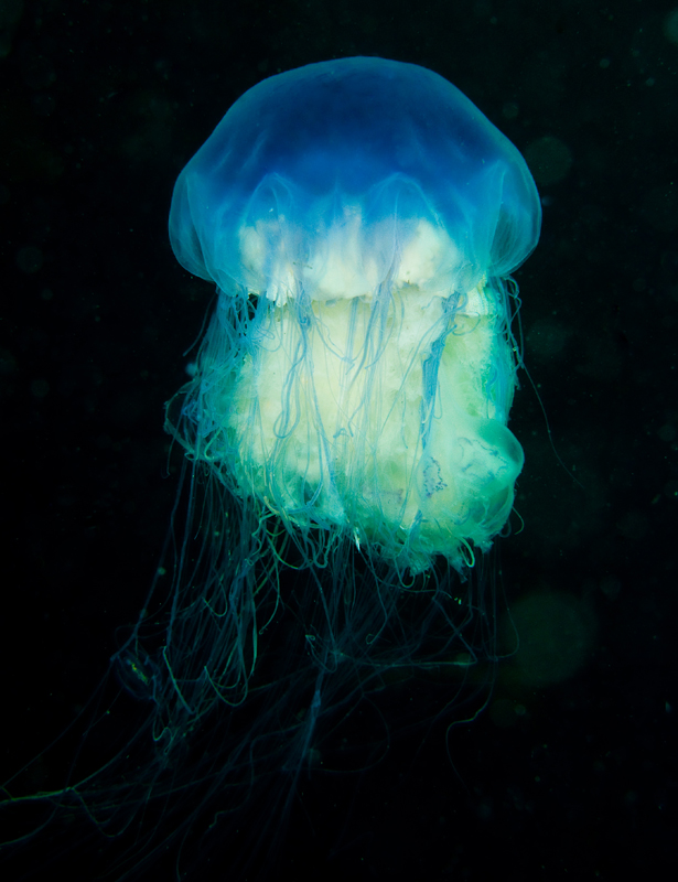 Cyanea lamarckii - Jellyfish and 'jelly-like' animals