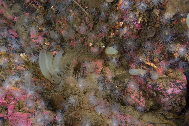 Scottish sea loch - Habitat Scenes