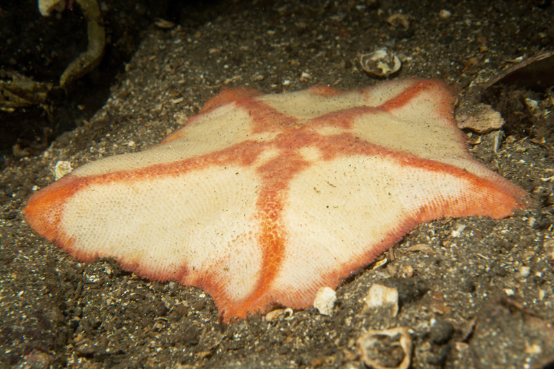 Anseropoda placenta - Starfish (Echinodermata)