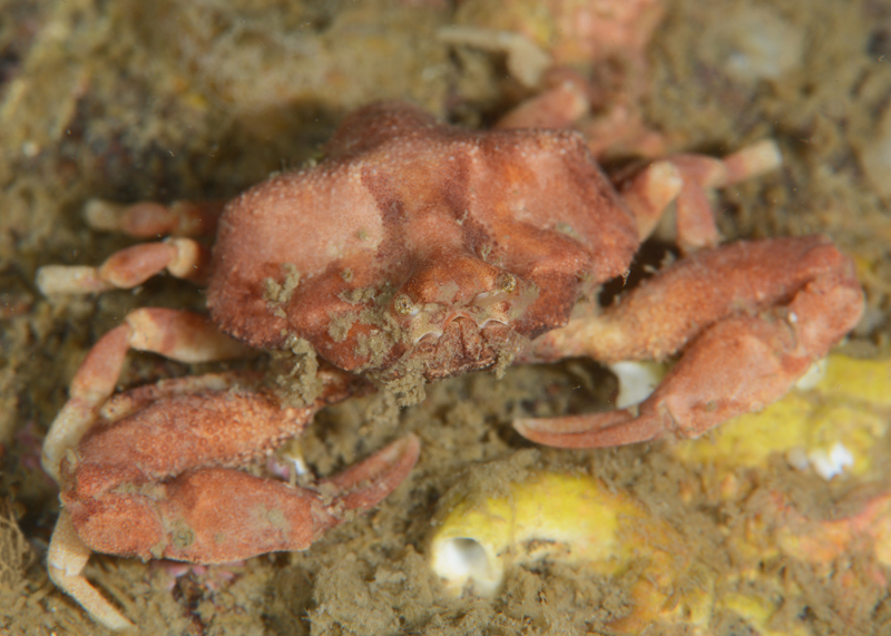 Ebalia tumefacta - Crabs, Lobsters, Shrimps & Prawns etc (Crustacea)