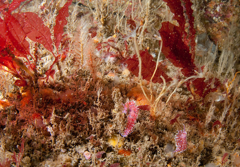 Marine wall with hydriods and bryzoans attracts sea slugs 1 - Habitat Scenes