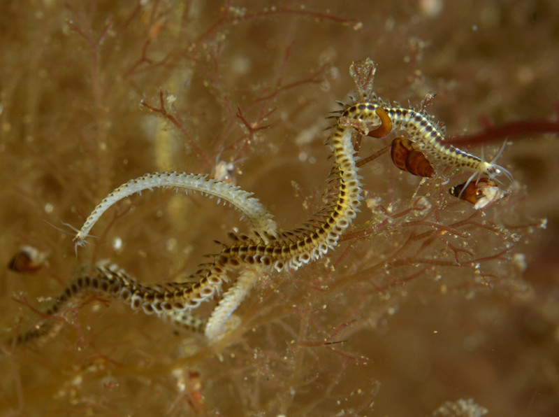 Phyllodoce mucosa - Worms (from various groups)