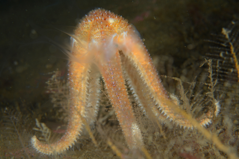 Asterias rubens spawning - Starfish (Echinodermata)