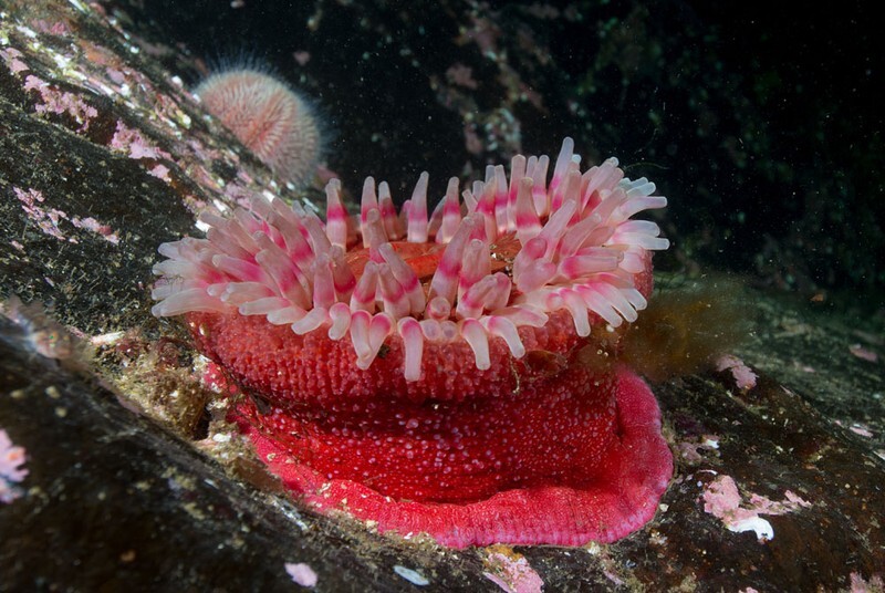Urticina eques - Anemones (Anthozoa)