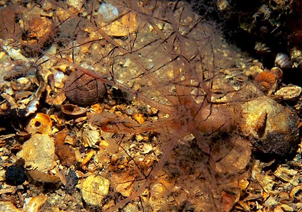 Thyone roscovita - Sea Cucumbers (Echinodermata)