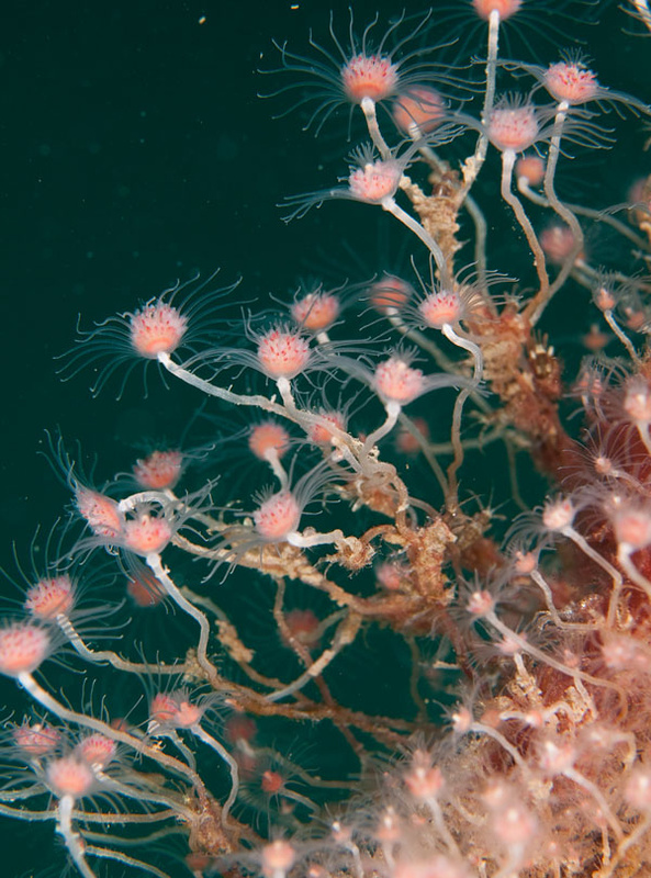 Tubularia larynx - Sea Firs (Hydrozoa)