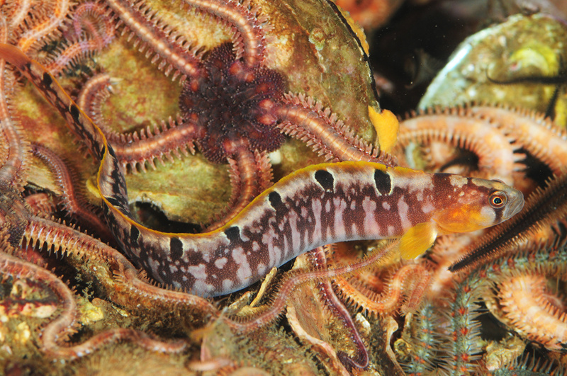 Pholis gunnellus - Fishes – bony and cartilagous (Pisces)