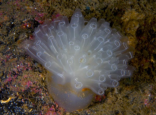 Diazona violacea - Sea Squirts (Tunicata)
