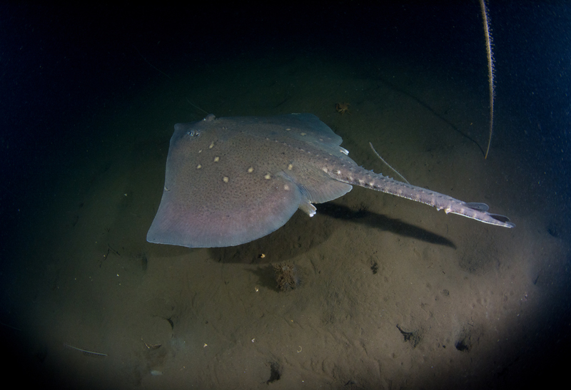 Raja clavata - Fishes – bony and cartilagous (Pisces)