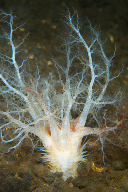 Thyonidium drummondii - Sea Cucumbers (Echinodermata)