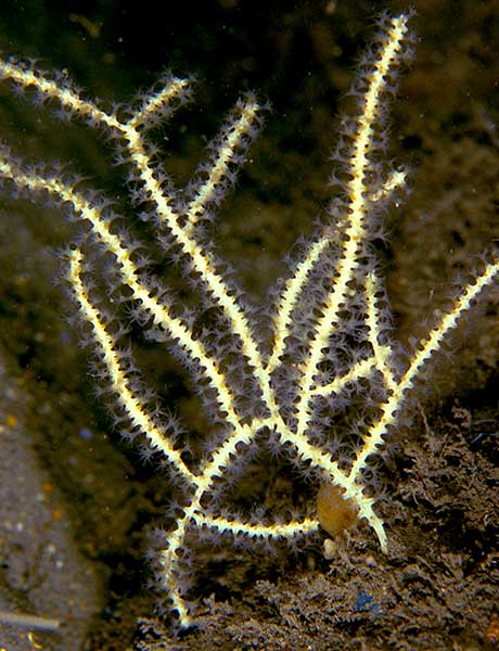 Callistephanus pallida - Corals (Anthozoa)