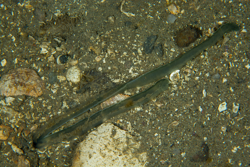 Amalosoma eddystonense - Worms (from various groups)
