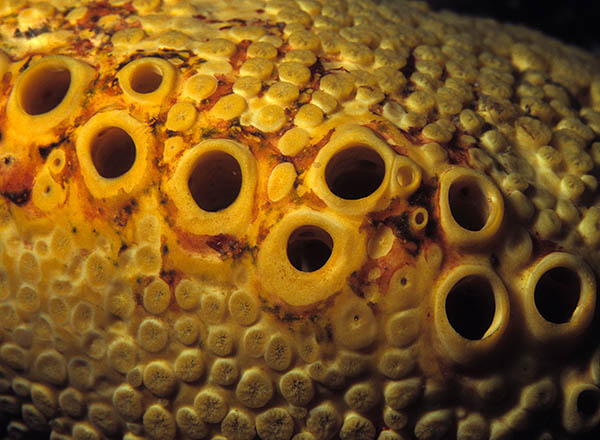Cliona celata - Sponges (Porifera)