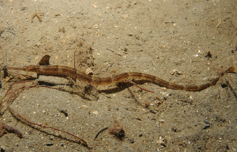Syngnathus acus - Fishes – bony and cartilagous (Pisces)
