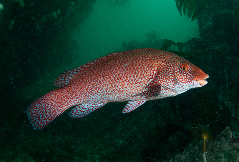 Labrus bergylta - Fishes – bony and cartilagous (Pisces)