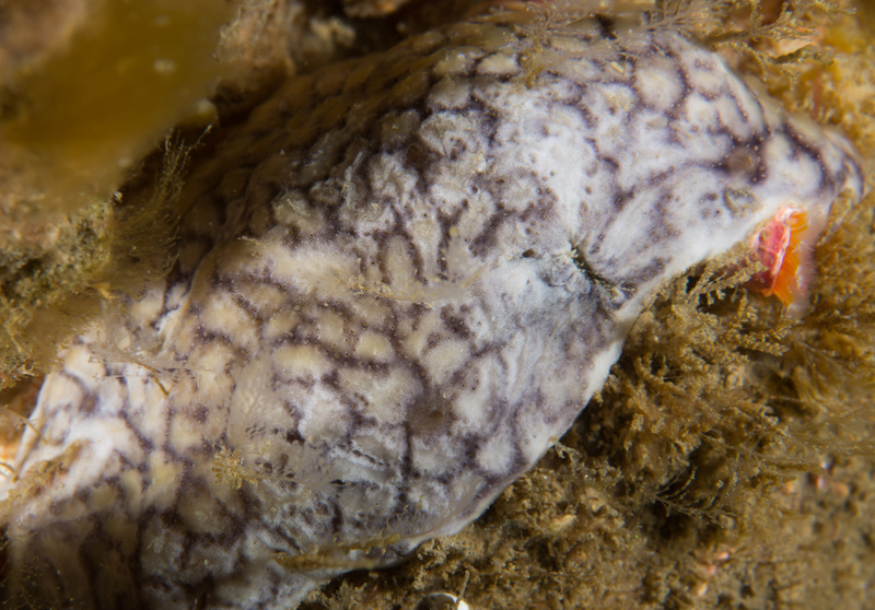 Didemnum maculosum TBC - Sea Squirts (Tunicata)