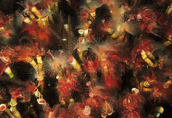 Serpula vermicularis - Worms (from various groups)