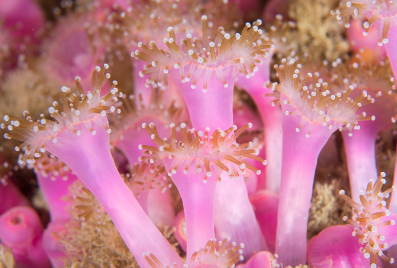 Corynactis viridis - Anemones (Anthozoa)