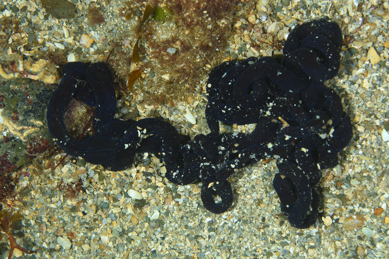 Lineus longissimus - Worms (from various groups)