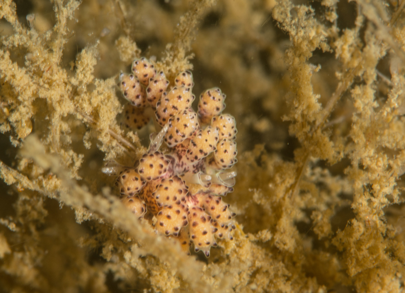 Doto sp. - Sea Slugs & Sea Hares (Nudibranchs etc)