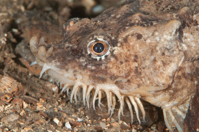 Agonus cataphractus - Fishes – bony and cartilagous (Pisces)
