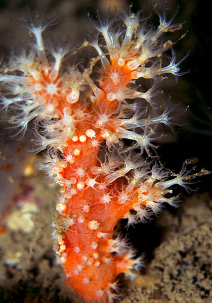 Alcyonium glomeratum - Corals (Anthozoa)