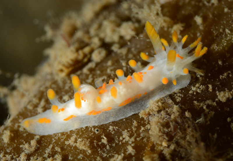 Limacia clavigera - Sea Slugs & Sea Hares (Nudibranchs etc)