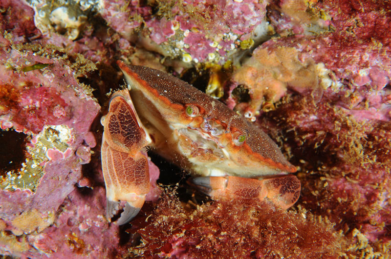 Crab clings to reef - Habitat Scenes