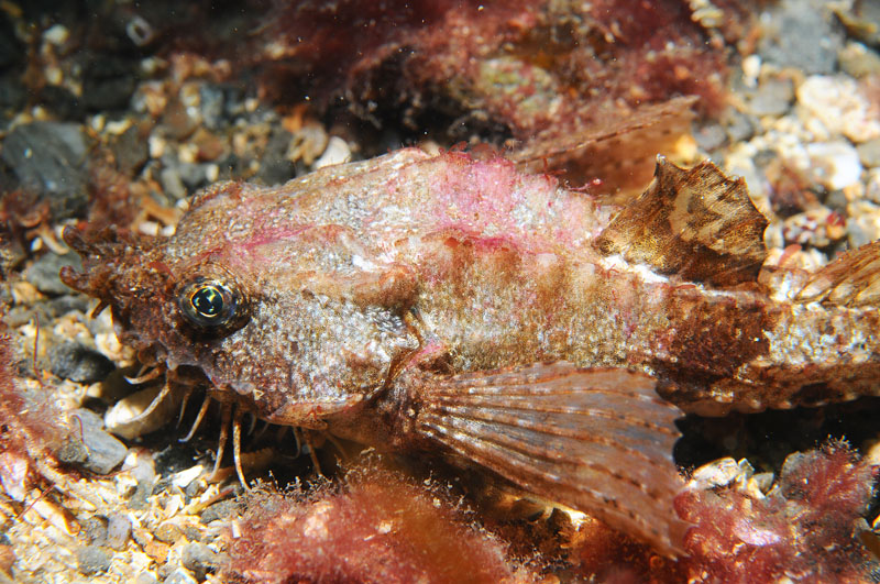 Agonus cataphractus - Fishes – bony and cartilagous (Pisces)