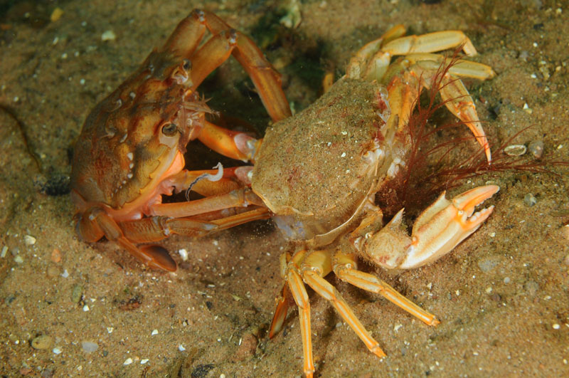 Liocarcinus depurator moulting f - Behaviour observations
