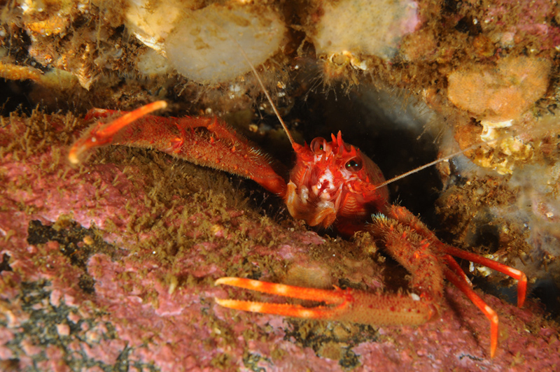 Munida rugosa - Crabs, Lobsters, Shrimps & Prawns etc (Crustacea)