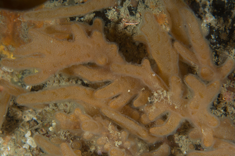 Alcyonidium diaphanum - Sea Mats (Bryozoa)
