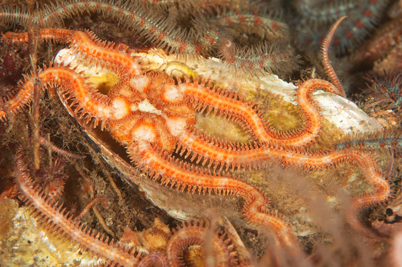 Ophiopholis aculeata - Starfish (Echinodermata)