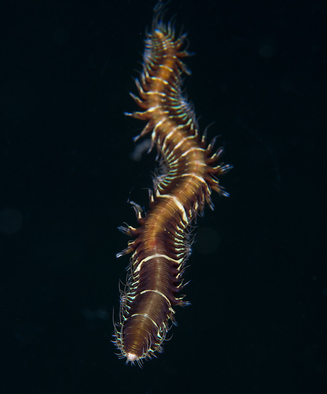 Oxydromus flexuosus - Worms (from various groups)