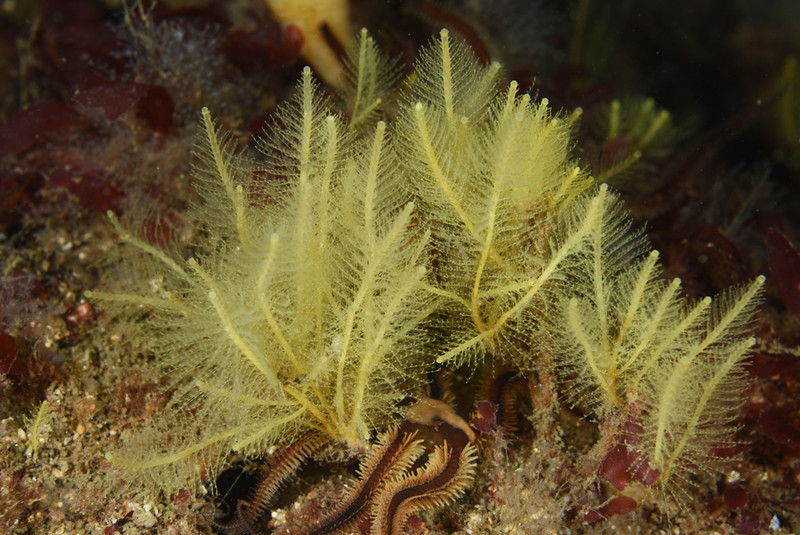 Nemertesia ramosa - Sea Firs (Hydrozoa)