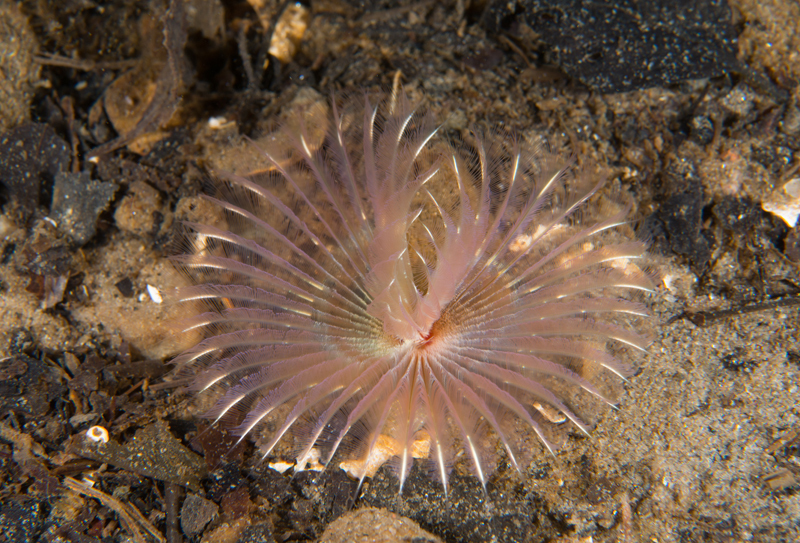 Chone infundibuliformis - Worms (from various groups)