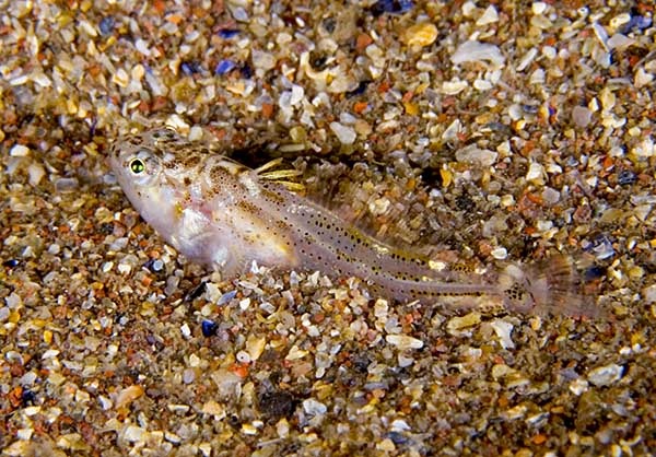 Echiichthys vipera - Fishes – bony and cartilagous (Pisces)